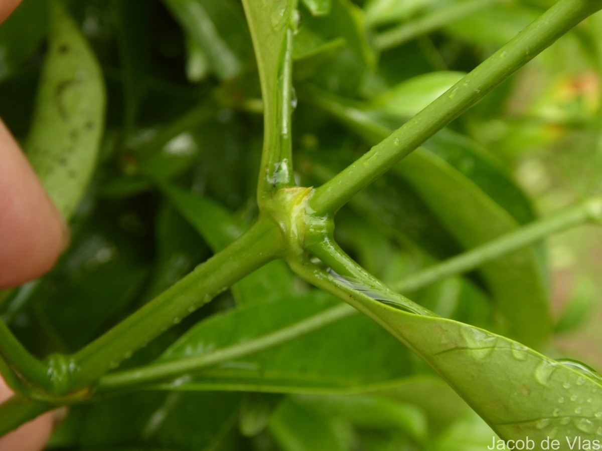 Pavetta indica L.